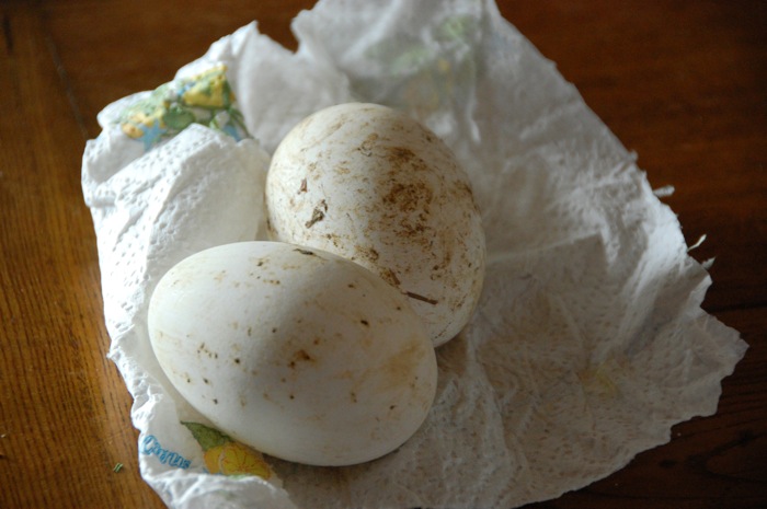 goose eggs