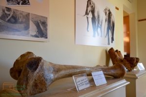 paläontologische Museum in Farneta