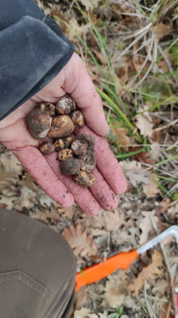 Trüffelsuche in Umbrien