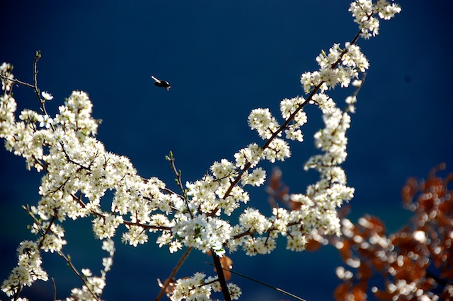 spring flowers