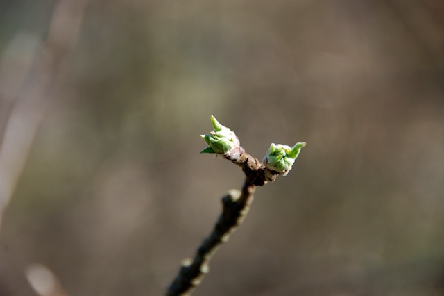 Early spring … some more pictures